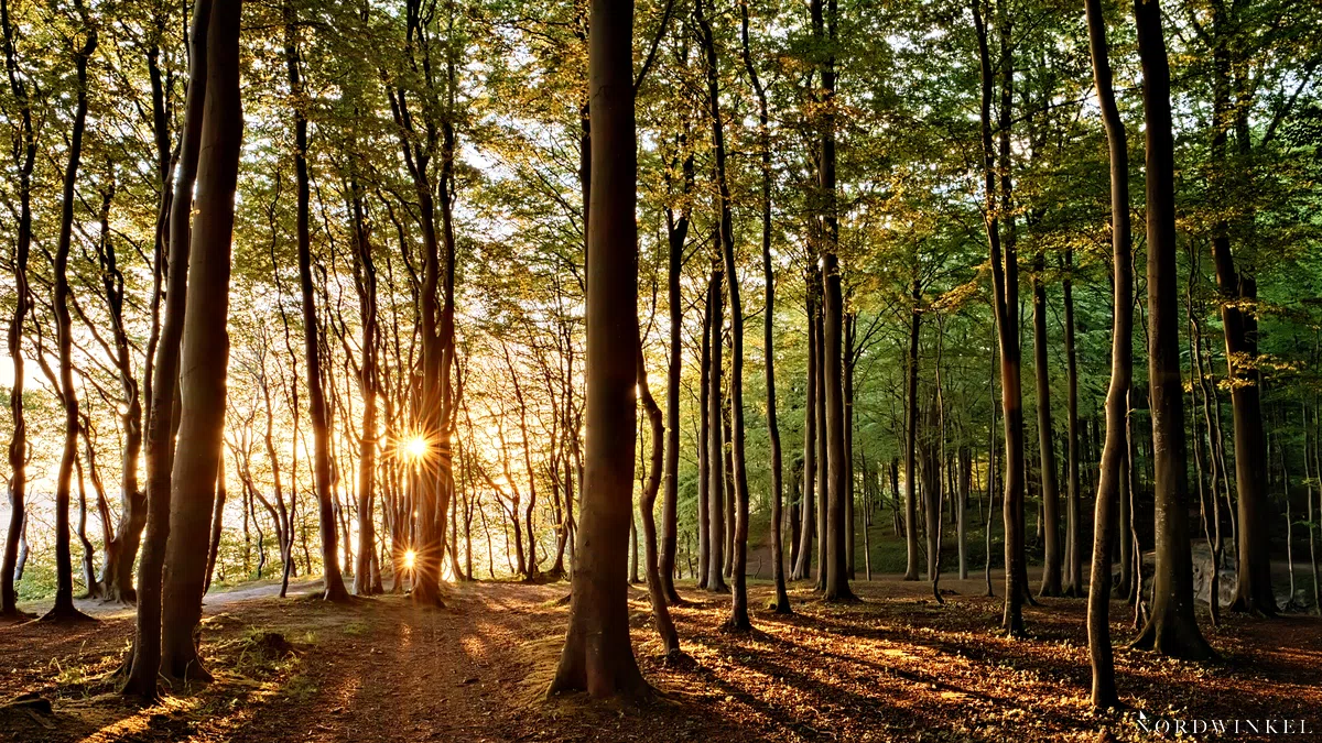 tiefstehende sonne strahlt durch bäume und taucht szenerie in goldenes licht