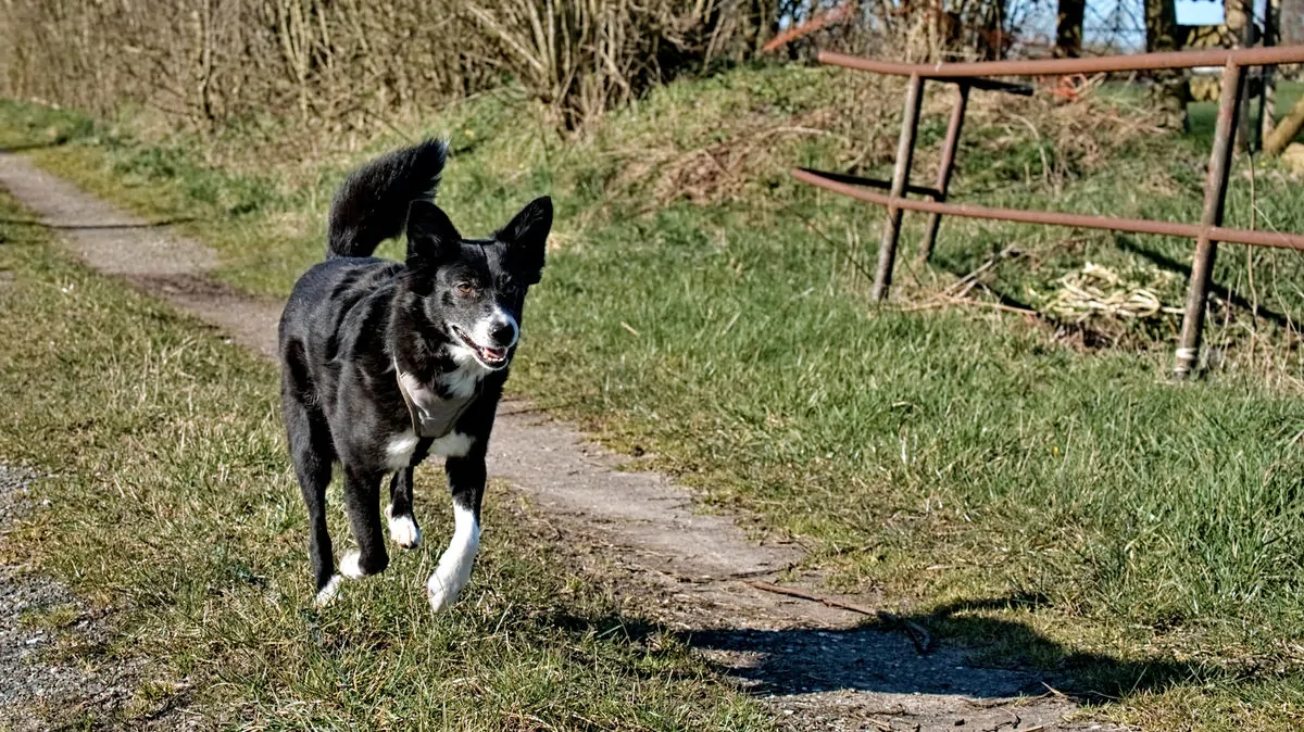 bounty im goldenen schnitt laufend auf einem feldweg