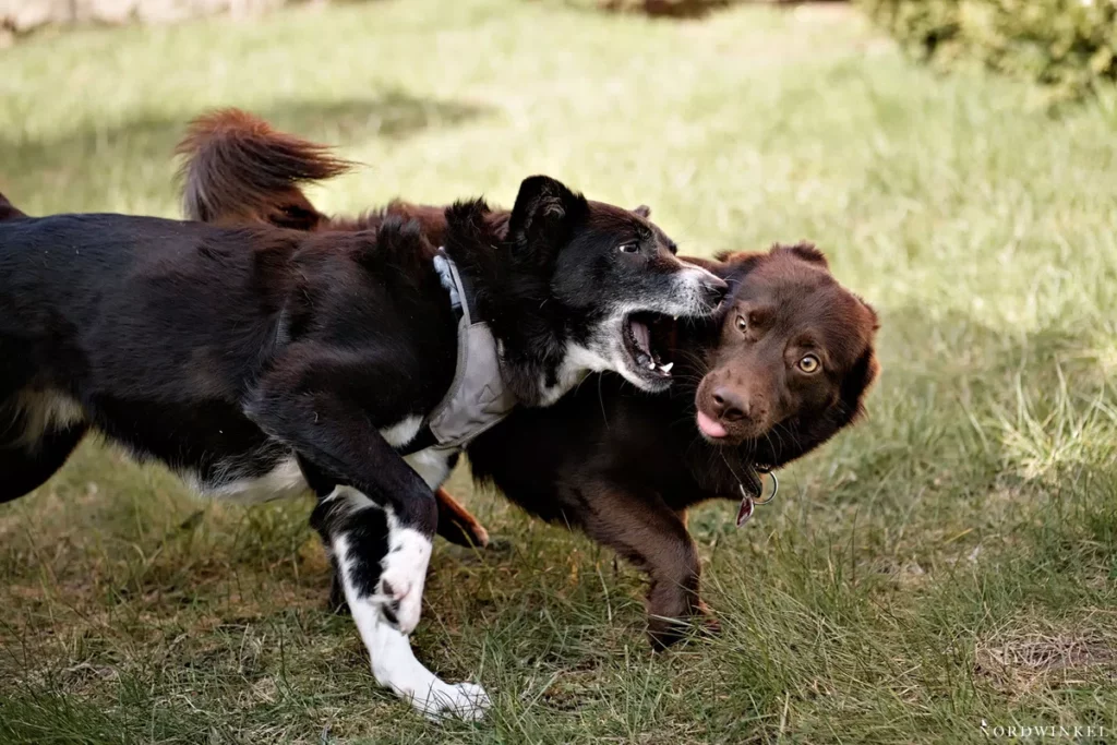 hohoe lichtempfindlichkeit bei spielenden hunden an einem aonnigen tag