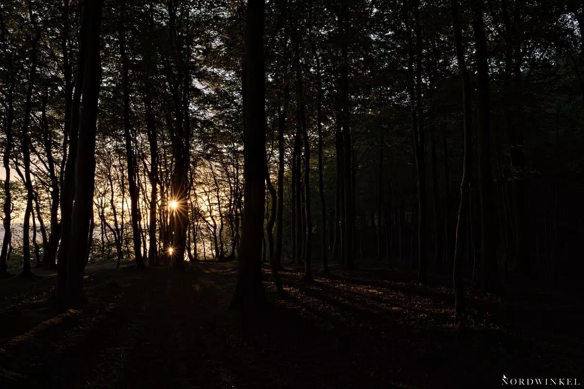 sonne im wald am morgen belichtungsreihe auf lichter belichtet