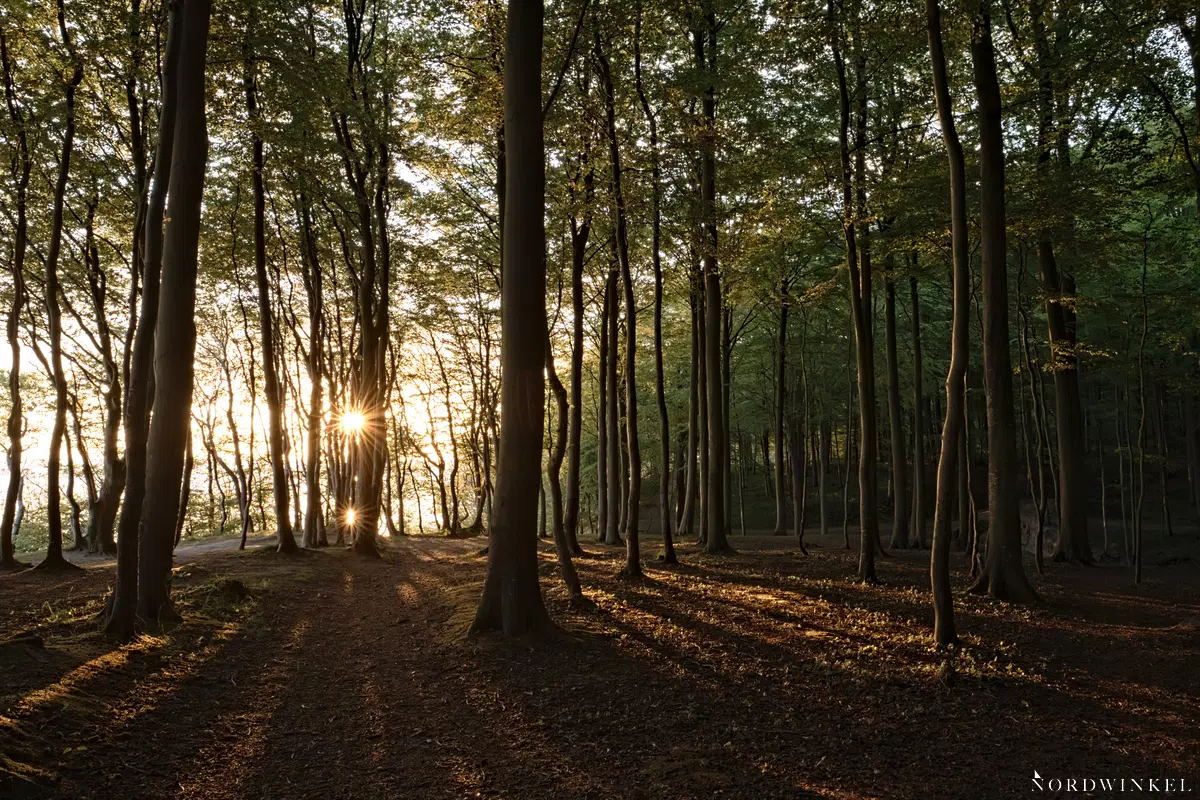 sonne im wald am morgen belichtungsreihe ausgangsbild