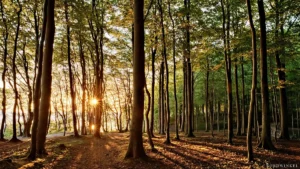 sonne in sternenform in lichtem grünen wald