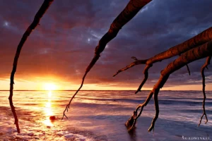 sonnenuntergang fotografieren mit ins bild ragenden bäumen an der ostsee am strand