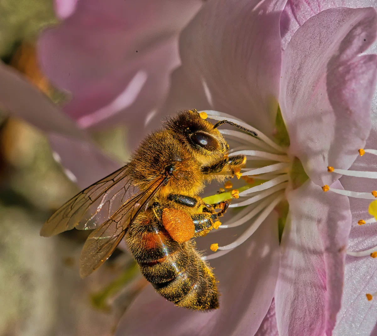 biene auf rosa blüte