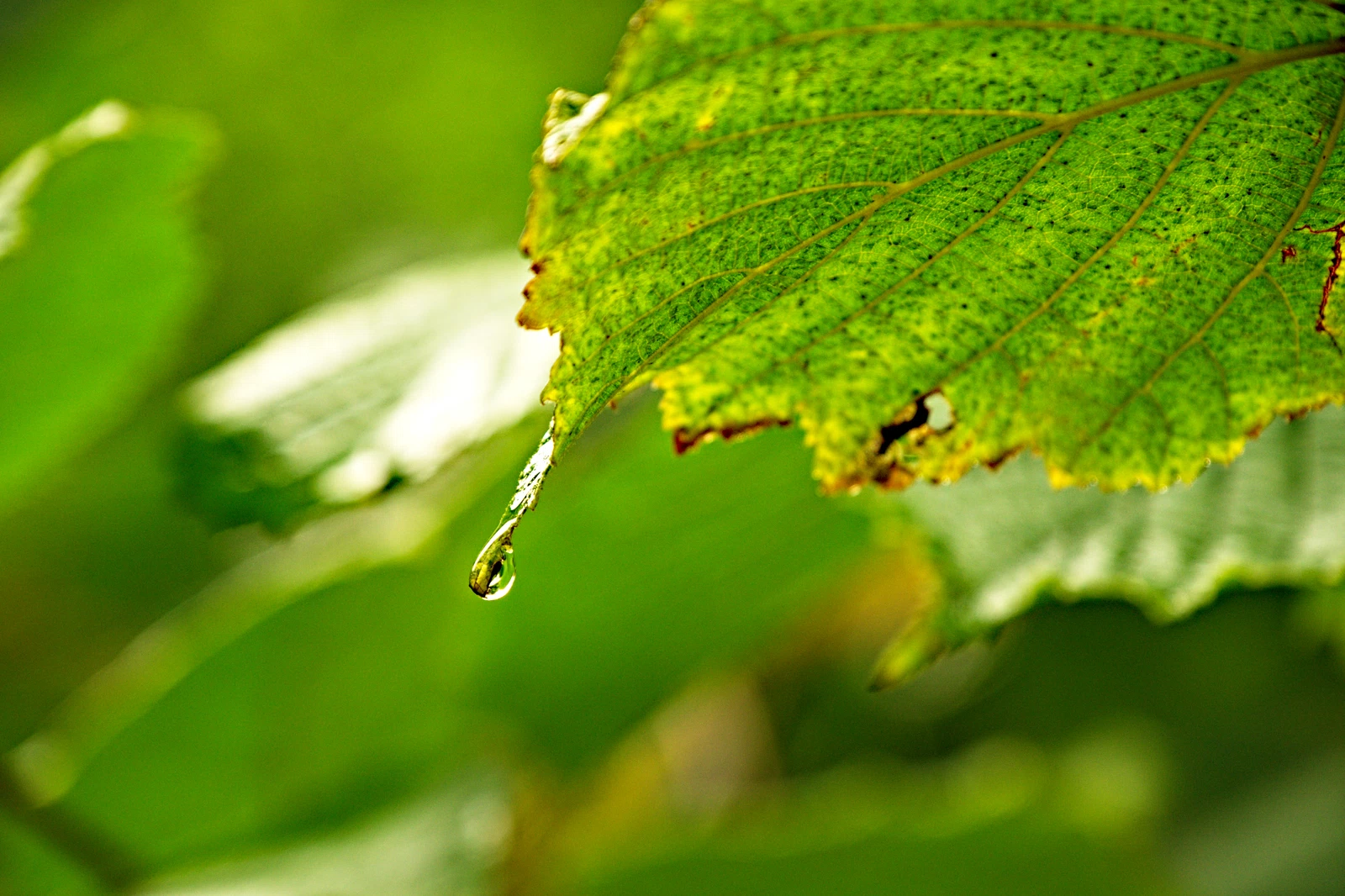 Wassertropfen auf grünem blatt mit verschwommenem hintergrund