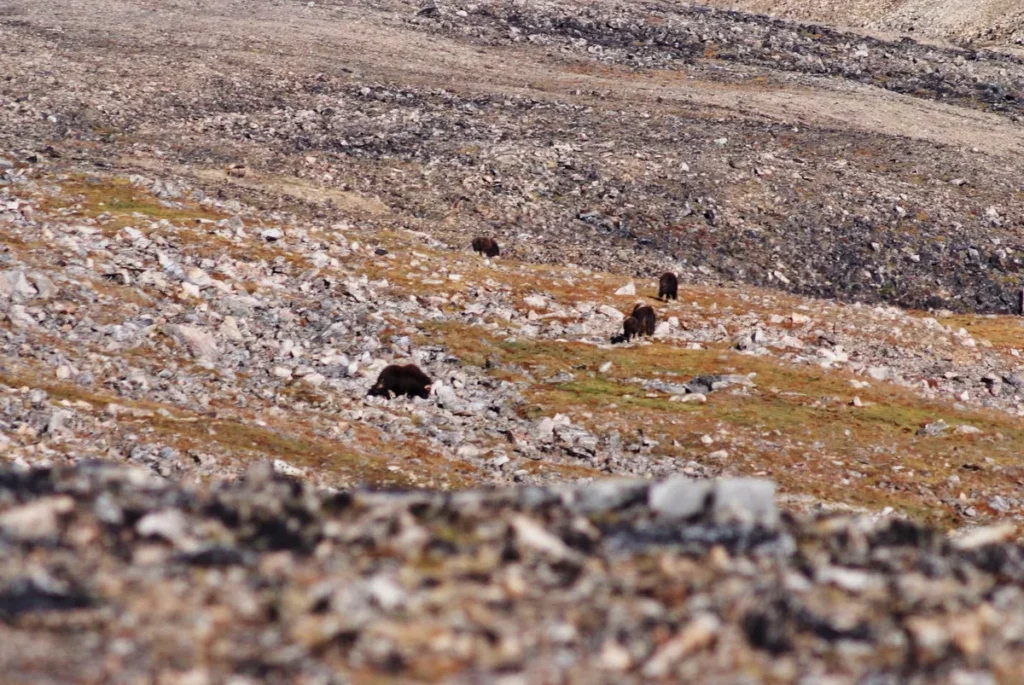 herde moschusochsen in der wildnis