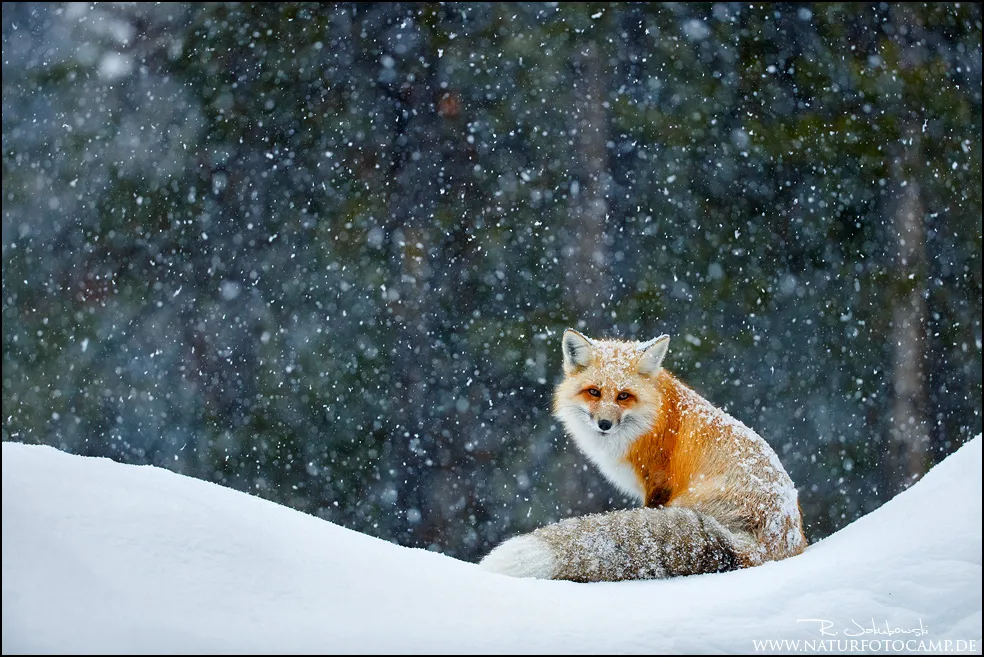 fuchs im schnee bei schneefall