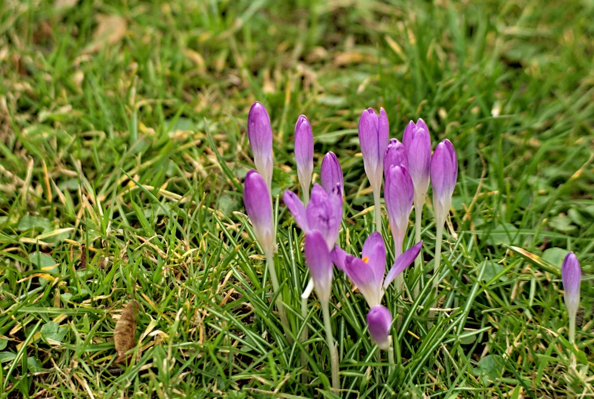 lila krokusse in einer gruppe in einer grünen wiese