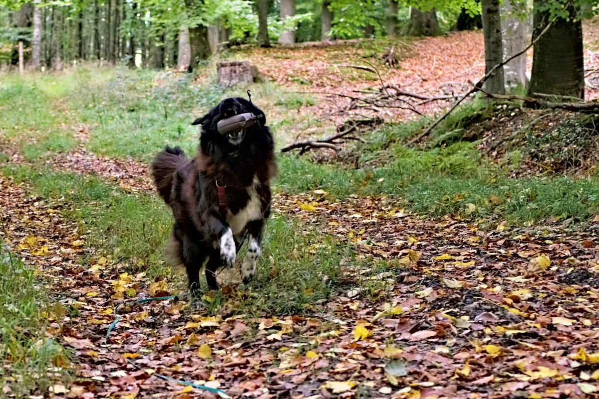 rennender schwarzer hund mit spielzeug im maul am toben