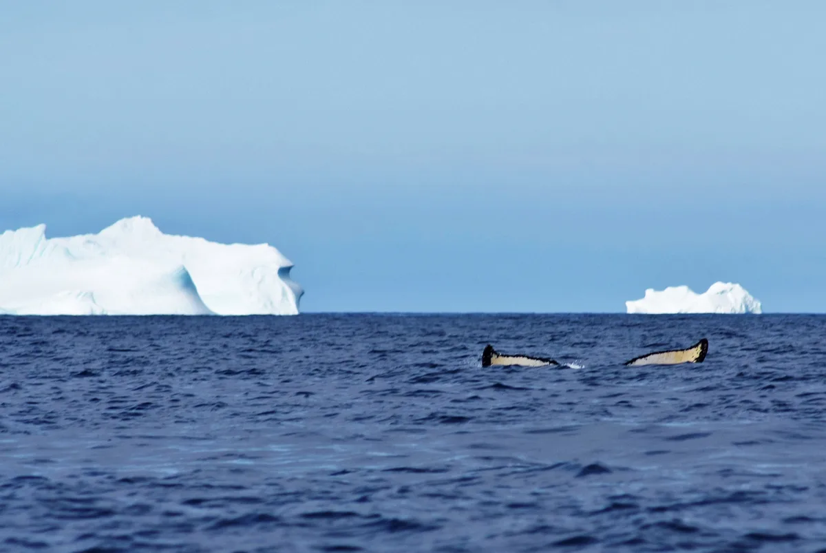 verschwommenes bild einer walfluke im meer im hintergrund eisberge