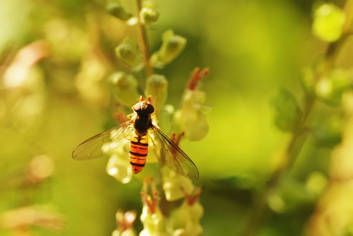 wespe auf blüte mit verschwommenem hintergrund