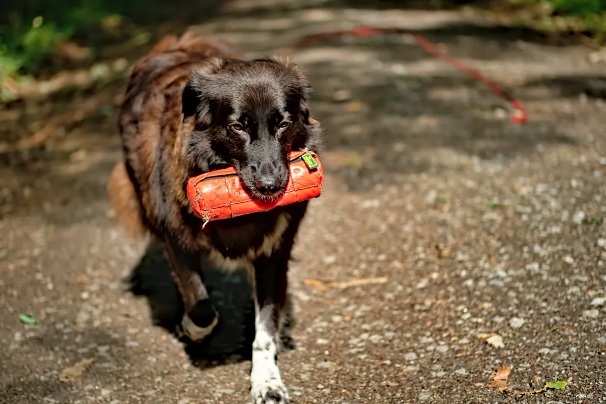 hund im wald auf schotterweg mit zu geringer schärfentiefe