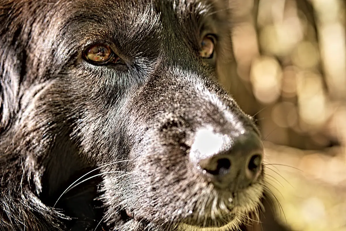 ronja, hundekopf, portrait in der sonne